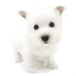 ウェストハイランドホワイトテリア