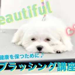 【 元町トリミング 】美の被毛を保つために！必見！！ブラッシング講座☆