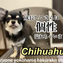 【 チワワ 】個性の塊!シャンプー、トレーニングもばっちりな甘えん坊の2nd記事