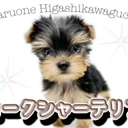 【 ヨークシャーテリア 】元気いっぱいな女の子!小さめヨーキーちゃん登場!