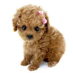 トイ・プードル