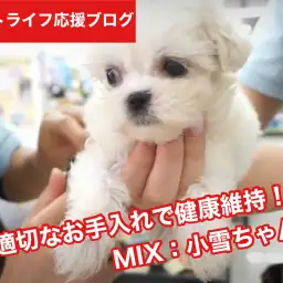 【 マルシーズーちゃんとの暮らし 】図解:わんちゃんの爪切りの基礎を実演