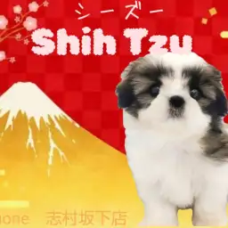 【 シーズー 】愛くるしさ100点！癒されること120％のおいどん系ワンコ