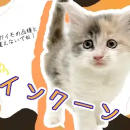 【 メインクーン 】ダイリュートキャリコのレアカラー!ギネスにも載ったあの猫種!