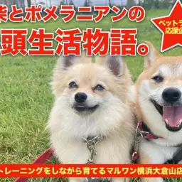 【 多頭物語 】豆柴&ポメラニアンとの多頭生活をマルワン大倉山店ユーザーに直撃!