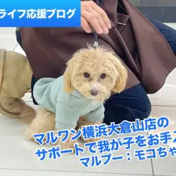 【 個別指導 】完全不定期開催!Mr.Kのドッグトレーニング(マルプー編)