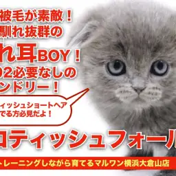 【 スコテッシュフォールド 】環境馴れ抜群!ブルーカラーが素敵なたれ耳にゃんこ!