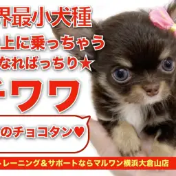 【 チョコタンチワワ 】環境なれ抜群!手の上にも軽々乗れちゃう小さめチワワ!