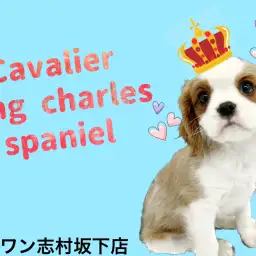 【 キャバリア 】潤んだ瞳で皆を虜にするブレンハイムの男の子