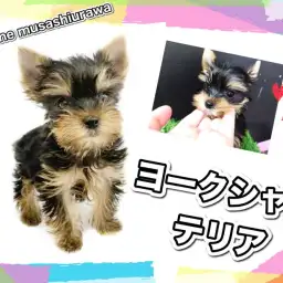 【 ヨークシャーテリア 】歩く宝石!天真爛漫ヨーキーくんが久々登場!