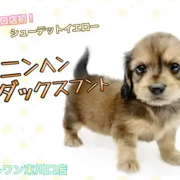 【 カニンヘンダックスフント 】東川口店初!シェーデットイエローのダッくん登場!