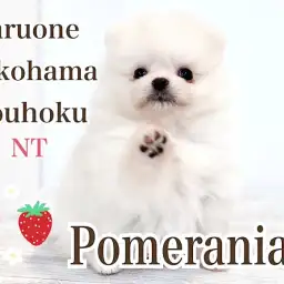 【 ポメラニアン 】毛量たっぷり!ホワイトカラーの極上たぬきポメ