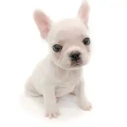 フレンチブルドッグ