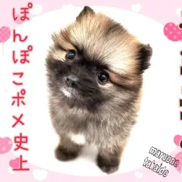 【 ポメラニアン 】歴代たぬきポメ史上NO.1のぽんぽこ感！爆毛ふかふか王子！