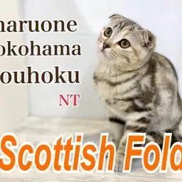 【 スコティッシュフォールド 】NT店イチのオシャレ女子、スコティッシュ