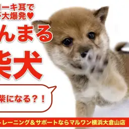 【 柴犬 】ヒコーキ耳で喜び大爆発!将来はたぬき顔の胡麻柴になる?!