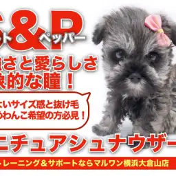 【 ミニチュアシュナウザー 】力強さと愛らしい瞳!ソルト&ペッパーの男の子!