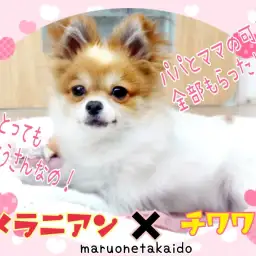 【 MIX 】とーってもおりこうさんな激カワ!レアMIXちゃんがやって来た!