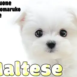 【 マルチーズ 】生後69日で体重548gの小さめサイズ！可愛い容姿と仕草に注目