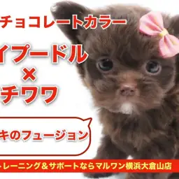 【 MIX 】トイプードル×チワワの奇跡フュージョン！ブラウンチワプー！