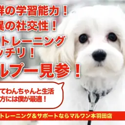 【 MIX犬 】たっぷりトレーニングを積んだマルプーちゃんが本羽田にやってきた！