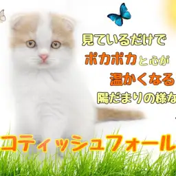 【 スコティッシュフォールド 】見ているだけで心が温まるような垂れ耳丸顔な猫