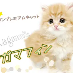 【 ラガマフィン 】マルワンプレミアムキャット!お鼻短めベビーフェイス