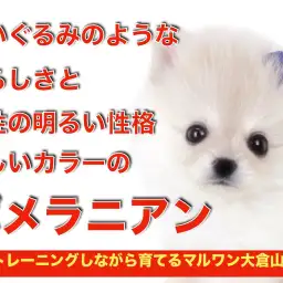 【 ポメラニアン 】超弩級の愛らしさ!小さめサイズのクリームポメが大倉山に登場!