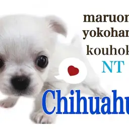 【 チワワ 】ウルウルの大きな瞳の純白プリンスがやって来た!