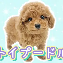 【 トイプードル 】育てやすさNo,1犬種!優しい性格のトイプードルの男の子