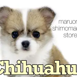 【 チワワ 】両親共も小柄！生後2ヶ月で体重515g小さめサイズのドワーフ体型！