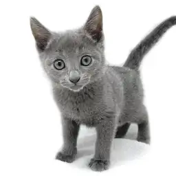 ロシアンブルー