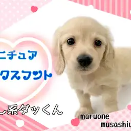 【ミニチュア・ダックスフント】優しいイエローカラー!愛されキャラのダックスくん