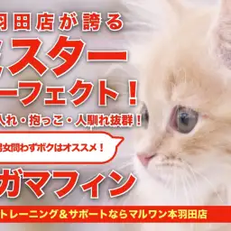 【 ラガマフィン 】人馴れもお手入れもイケメン度も全てがミスターパーフェクト!