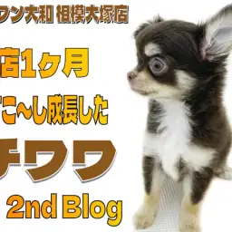 【 チワワ 】入店後1ヶ月が経ち少し成長した姿を紹介！小ささ、可愛さ、仕草は健在