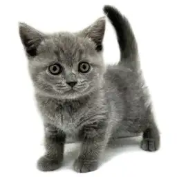 ブリティッシュショートヘア