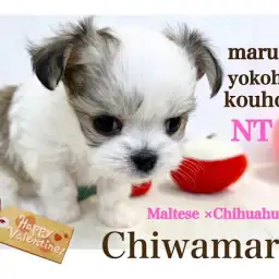 【 ミックス 】港北NT店人気ミックス犬!プッチーサイズのチワマルちゃん