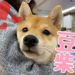 【 豆柴 】生後4ヶ月で体重3kg、体高26cm!ミニマムサイズの豆柴紹介!