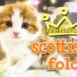 【  スコティッシュフォールド 】耳たれマル顔！その可愛さプレミアム級！！！