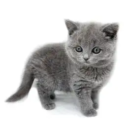 ブリティッシュショートヘア