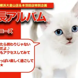 【 トンキちゃんの成長アルバム 】活発で遊び好きなトンキニーズちゃんの成長記！