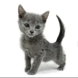 ロシアンブルー