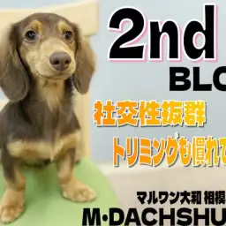 【 ミニチュアダックスフント 】社交性抜群で超お利口！トリミングもデビュー済み！