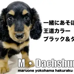 【 ミニチュアダックスフント 】活発だけど甘えん坊!初心者必見の飼いやすさ