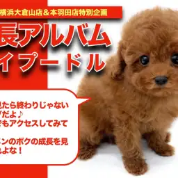 【 トイプーちゃんのアルバム】グッドプロポーションのレッドちゃんの成長記録!