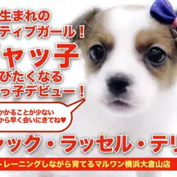 【 ジャックラッセルテリア 】頭のてっぺんにドットマークの元旦生まれの姫様登場！