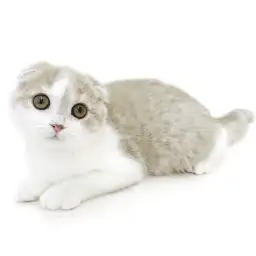 スコティッシュフォールド