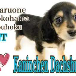 【 カニンヘン・ダックスフント 】人気ブラタンカラー！大きな瞳の女の子