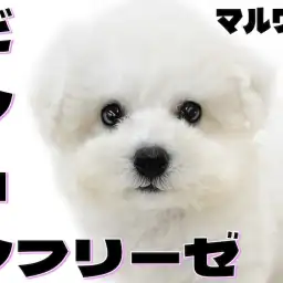 【 ビションフリーゼ 】大きな瞳が可愛いアフロ犬！ハイテンションで遊ぶ姿に注目！