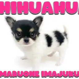 【 チワワ 】トイレ成功率100%!牛柄模様の手乗りサイズの女の子が聖地に降臨!